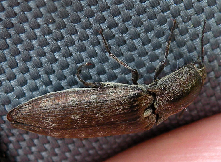 Elateridae dalla Val di Genova: Actenicerus siaelandicus